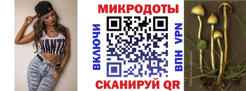 наркота  Кандалакша  Галлюциногенные грибы Psilocybine cubensis 