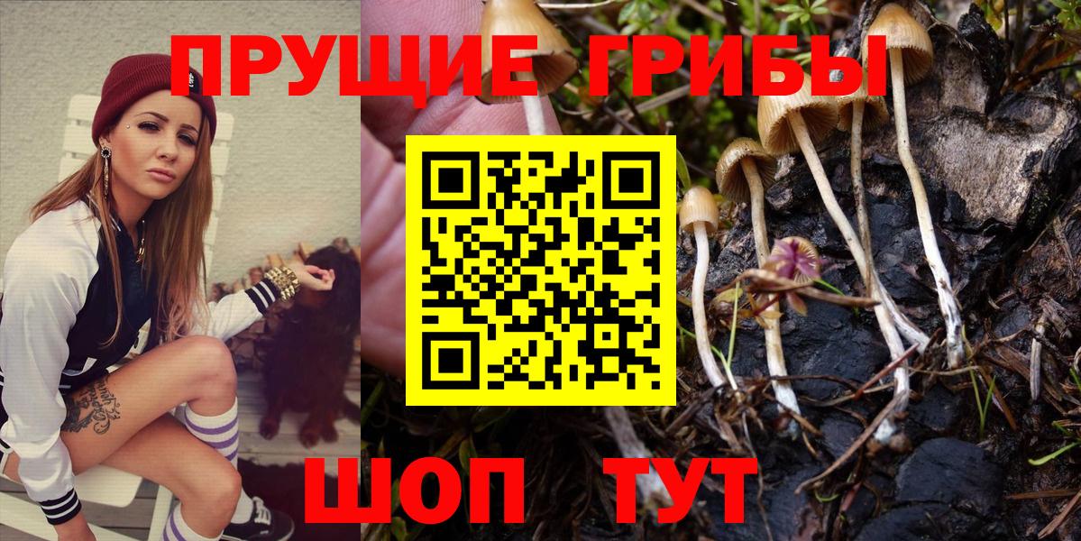 Псилоцибиновые грибы мицелий Кандалакша